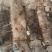 新鲜单冻大鱿鱼海捕整只冰鲜冷冻海鲜鱿鱼烧烤食材鱿鱼