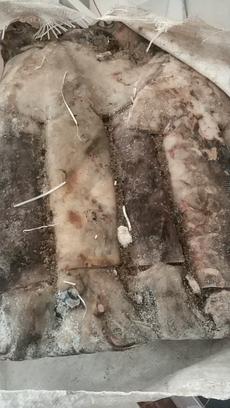 新鲜单冻大鱿鱼海捕整只冰鲜冷冻海鲜鱿鱼烧烤食材鱿鱼