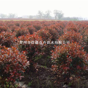 红叶石楠球，规格齐全，一手货源，大量有货，基地直发