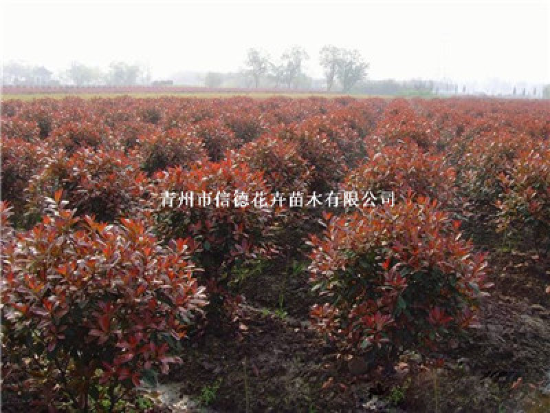 红叶石楠球，规格齐全，一手货源，大量有货，基地直发