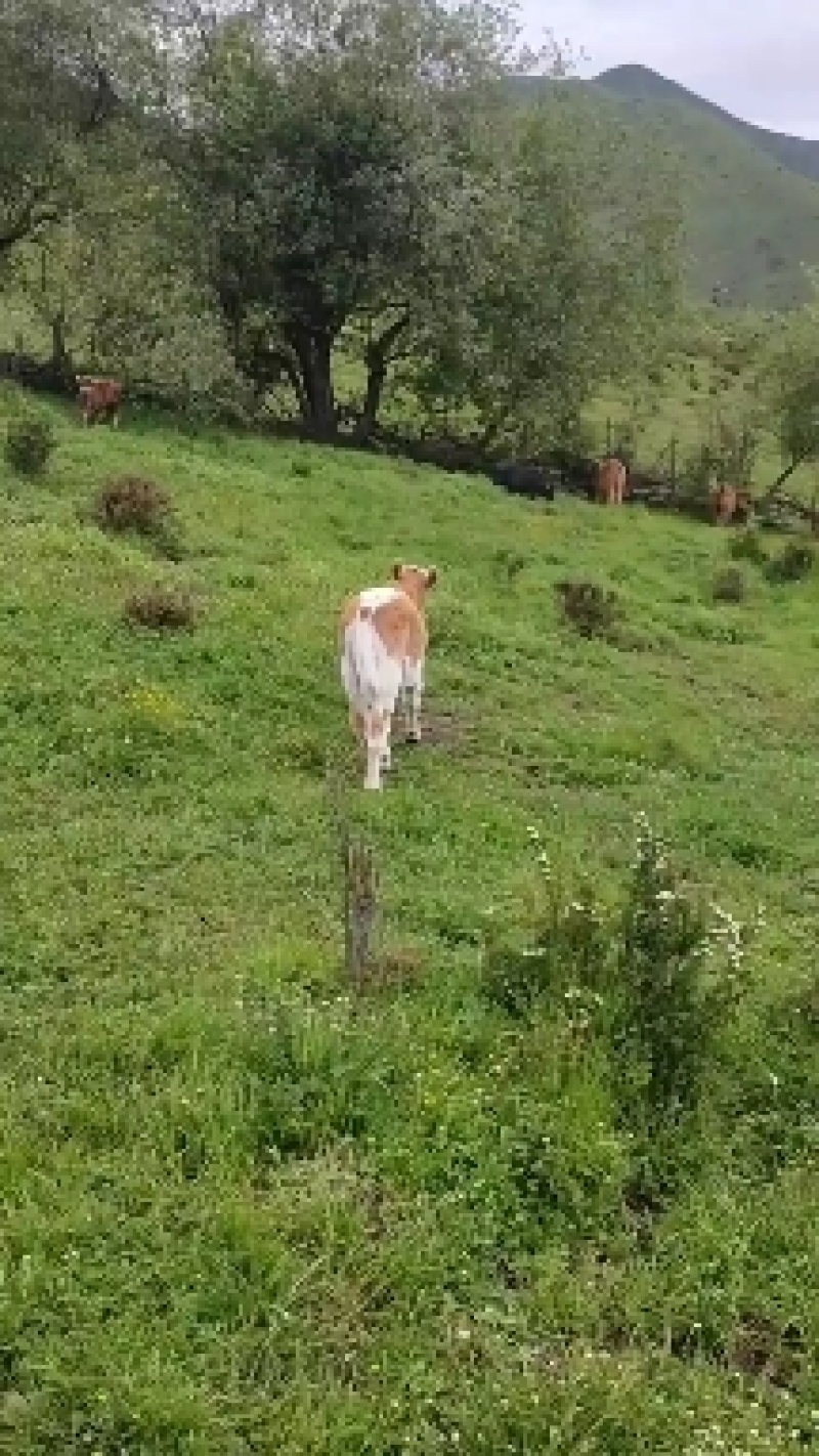 来自高原牧场散养改良小黄牛，价格不贵，欢迎订购