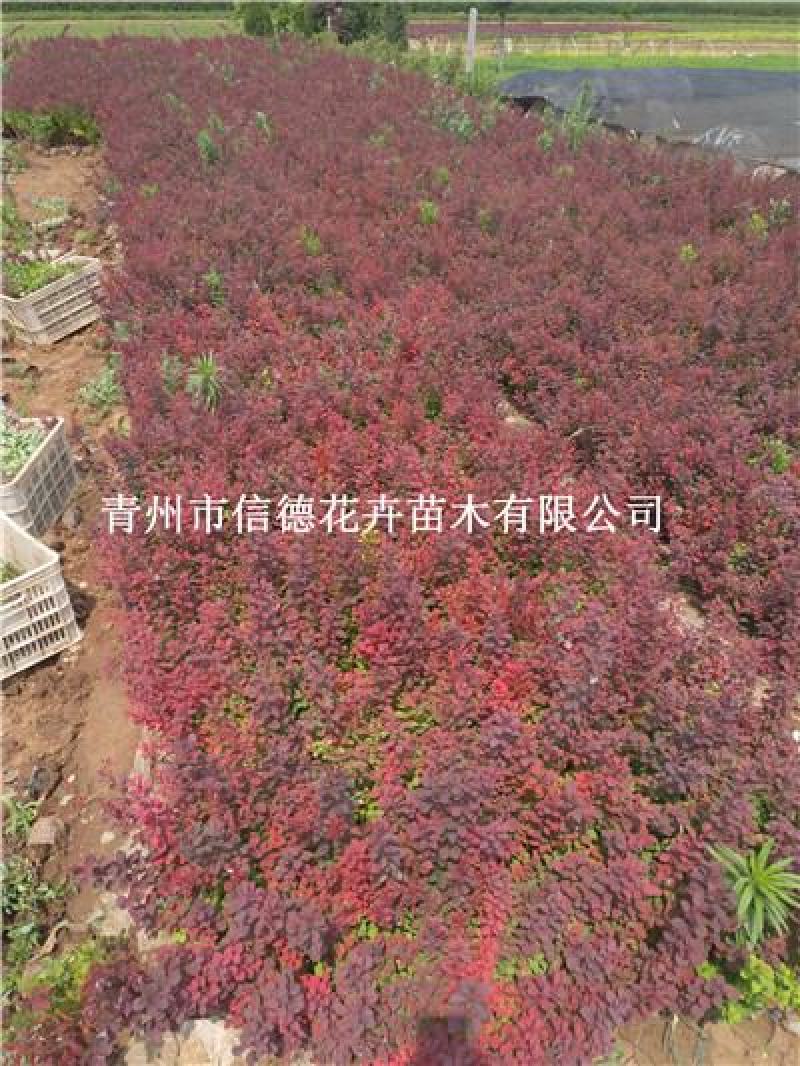 红叶小檗，紫叶小檗，基地直发，一手货源，大量有货
