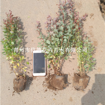 红叶小檗，紫叶小檗，基地直发，一手货源，大量有货