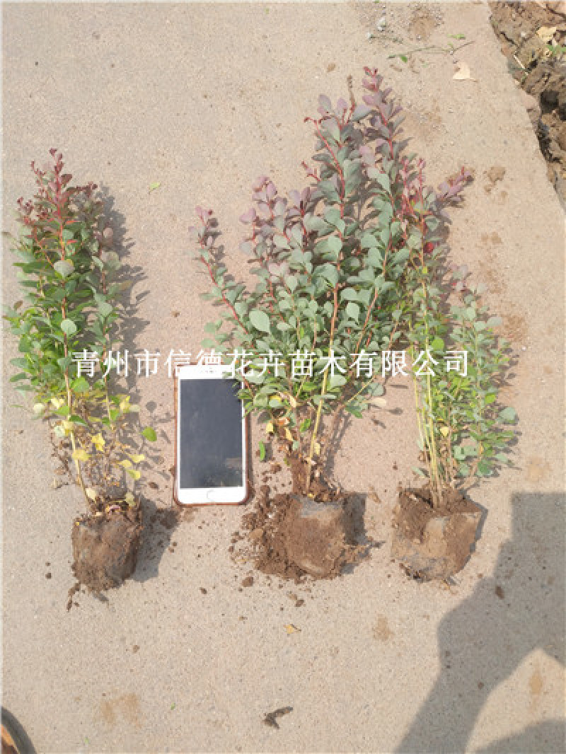 红叶小檗，紫叶小檗，基地直发，一手货源，大量有货