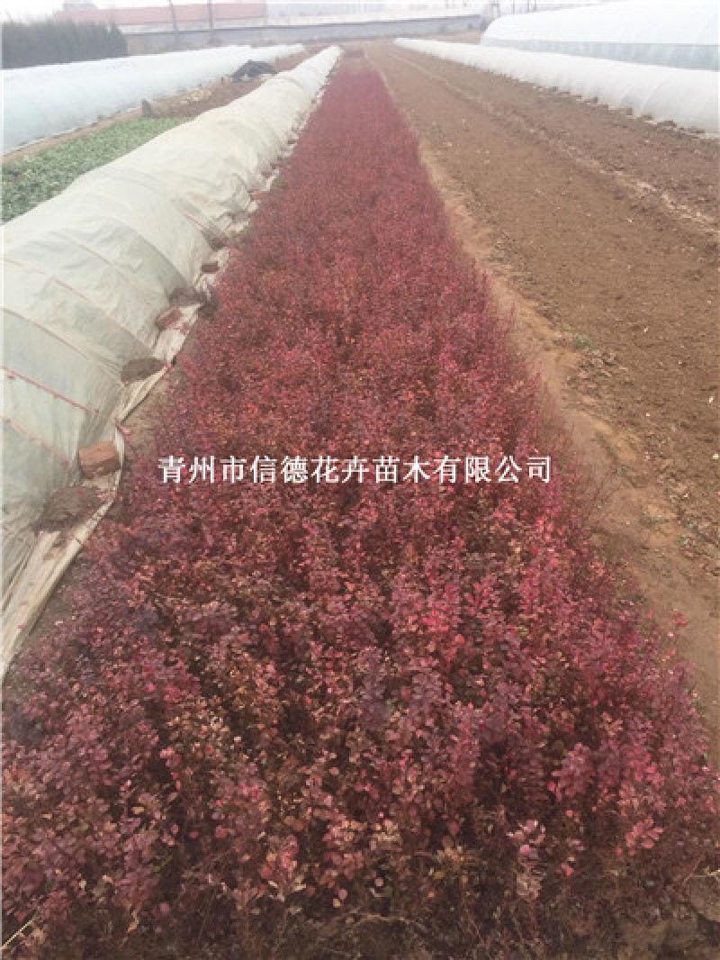 红叶小檗，紫叶小檗，基地直发，一手货源，大量有货