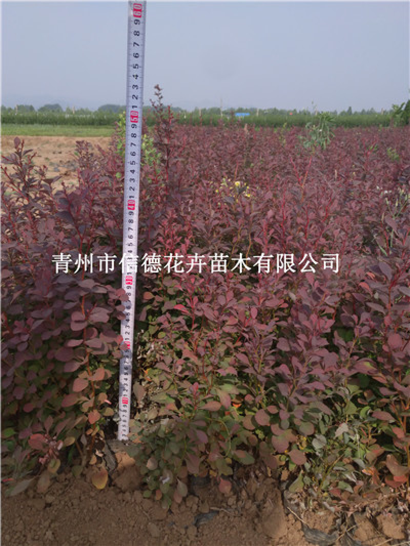 红叶小檗，紫叶小檗，基地直发，一手货源，大量有货