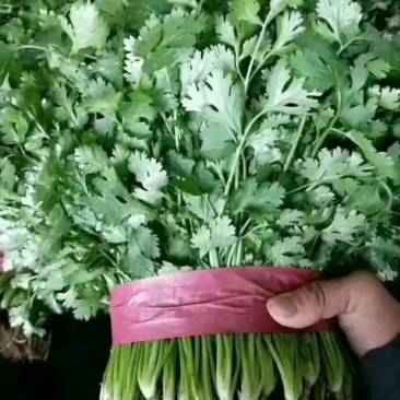 香菜
