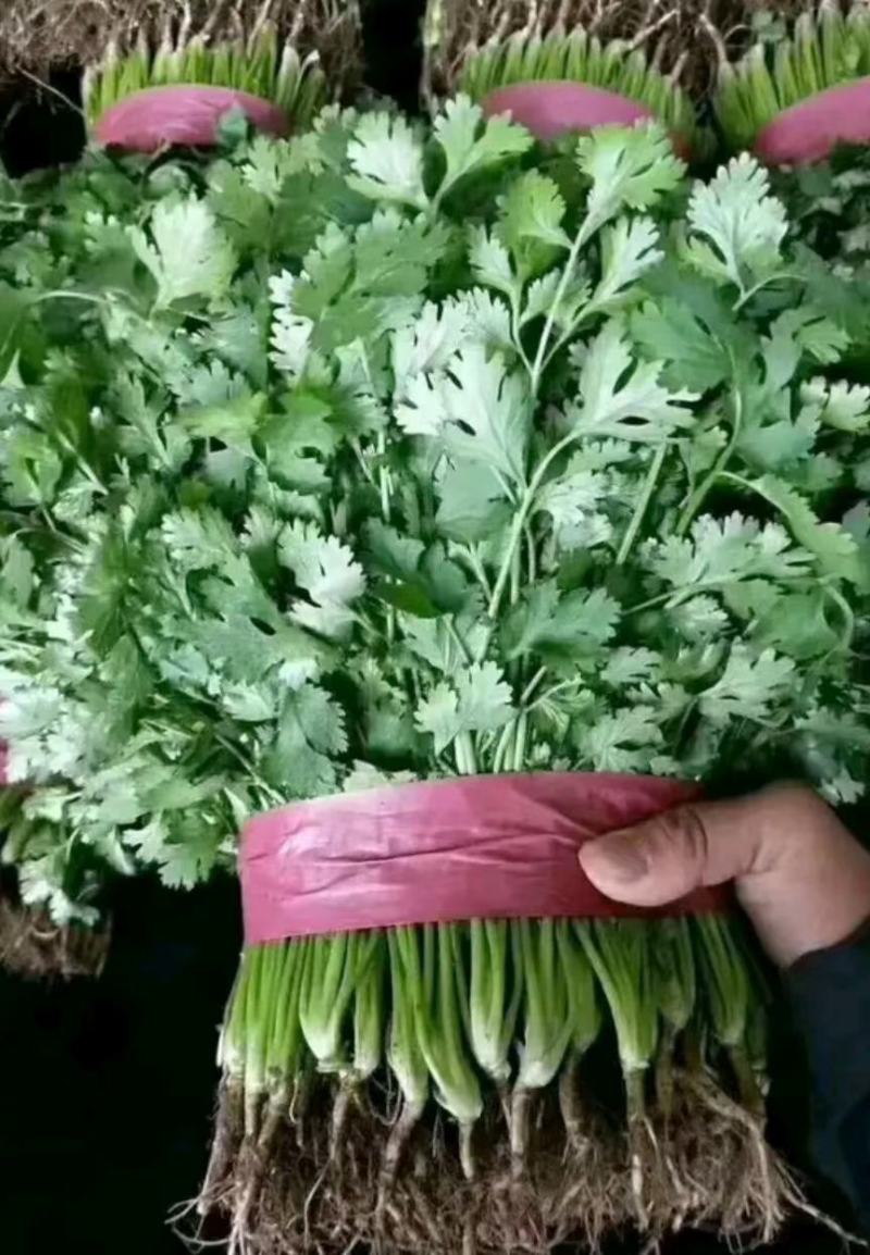 香菜