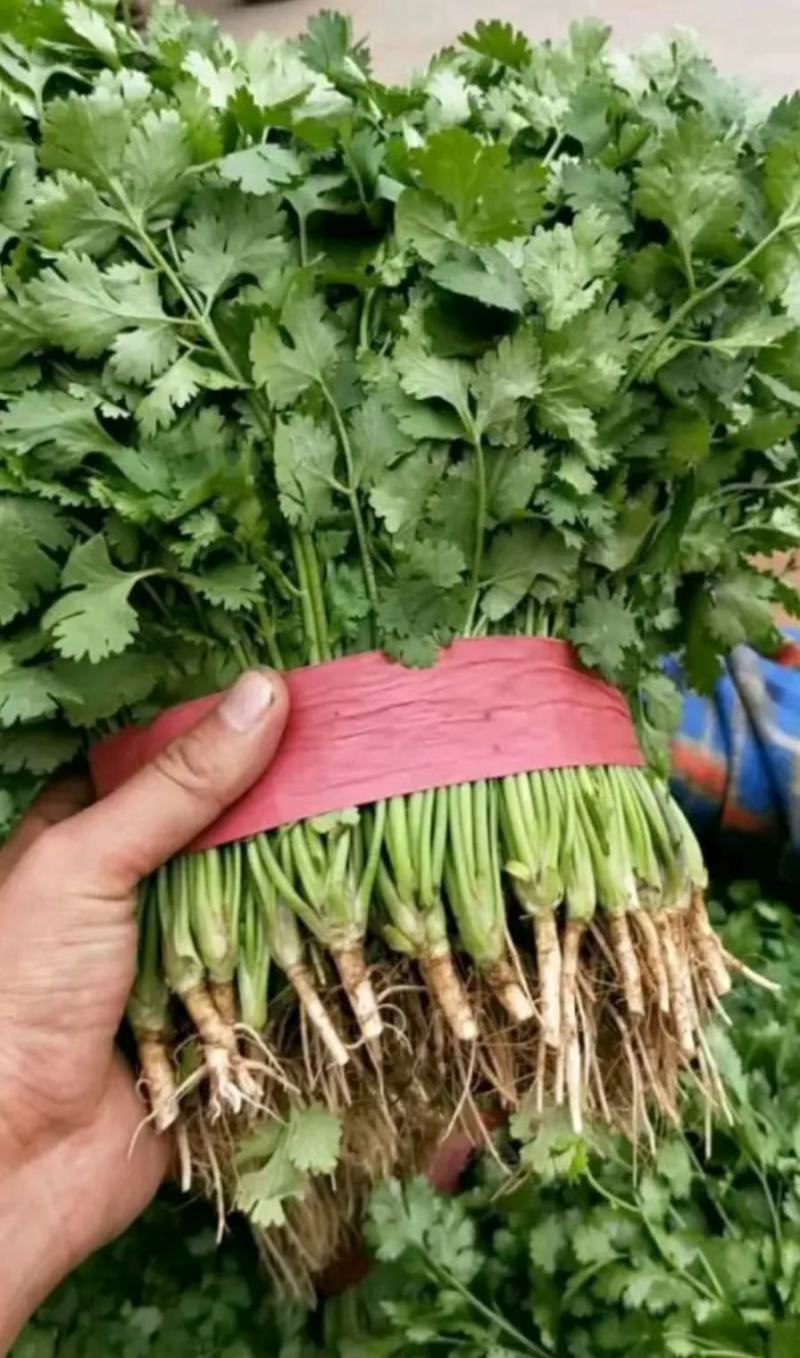 香菜