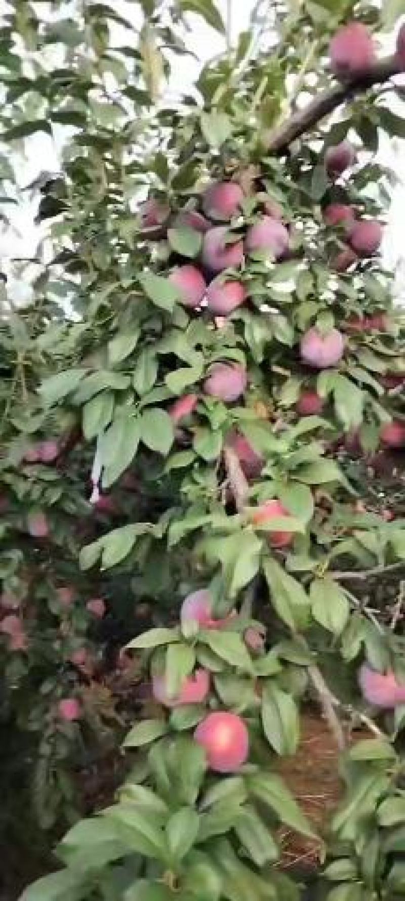 产地直销批发四川大凉山半边红李子产地大量供货