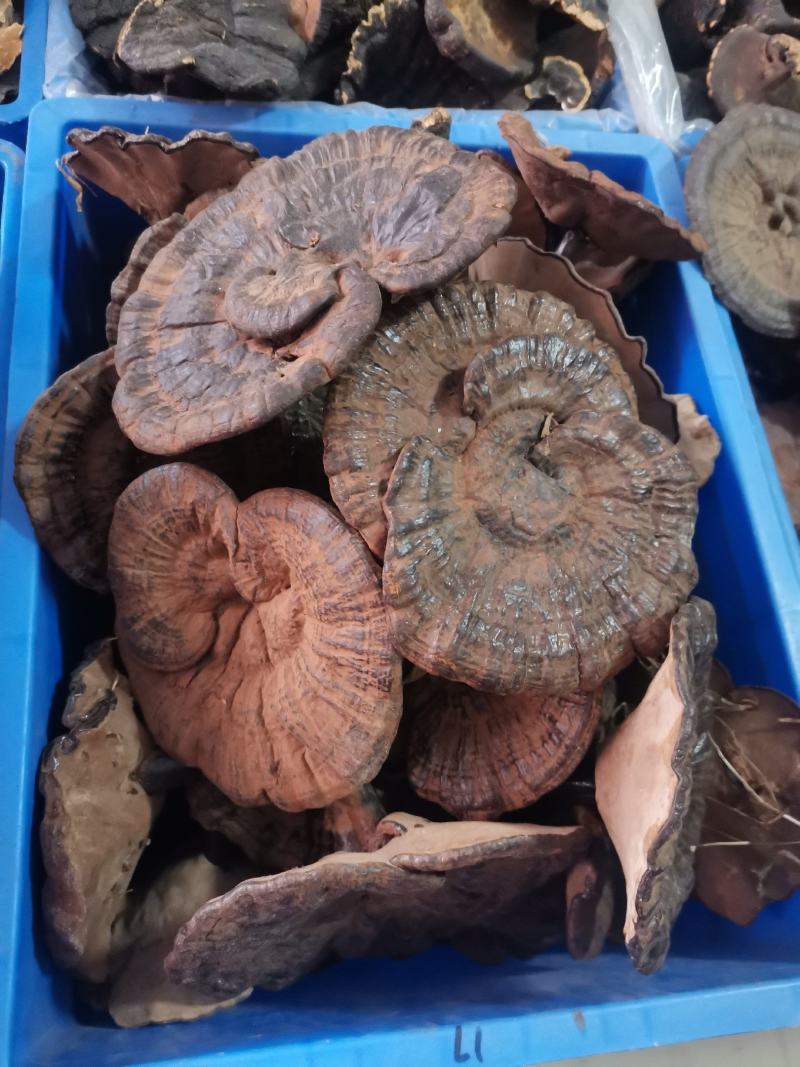 优质大西南仿野生黑灵芝带粉林下种植量大从优