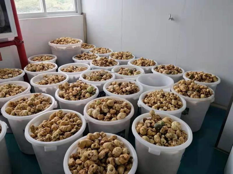 黄精茶