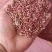 草血竭种子