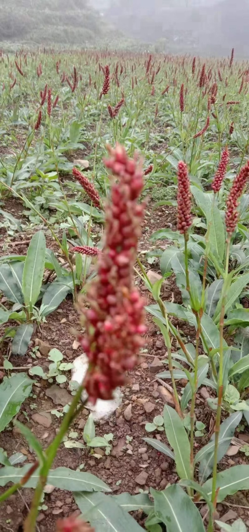草血竭种子