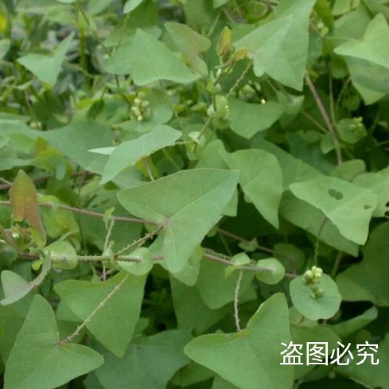 天然野生新鲜杠板归蛇倒退老虎利蛇不过河白草退西草雷公藤犁