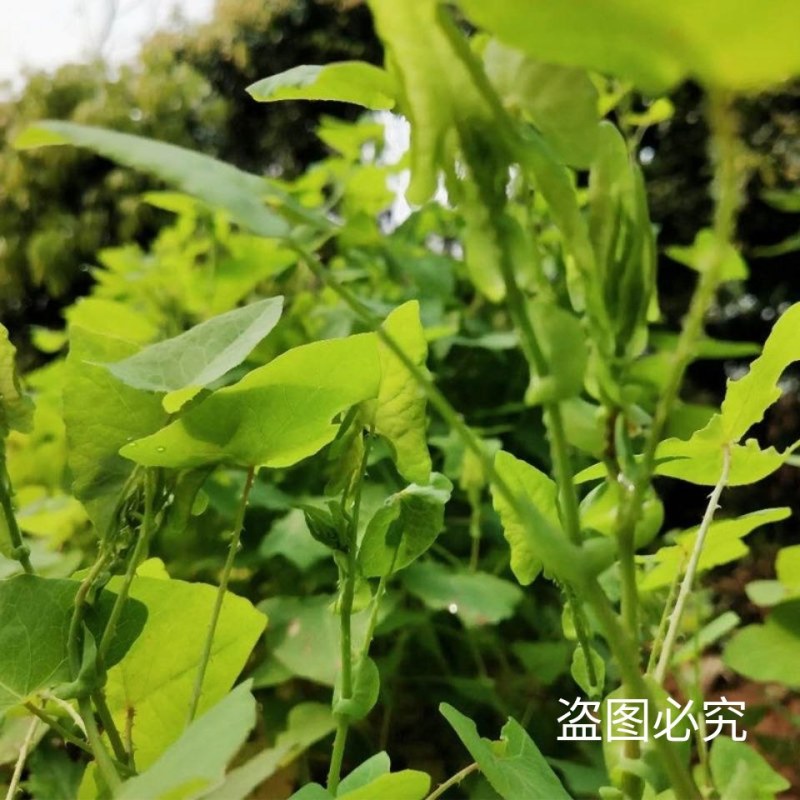 天然野生新鲜杠板归蛇倒退老虎利蛇不过河白草退西草雷公藤犁