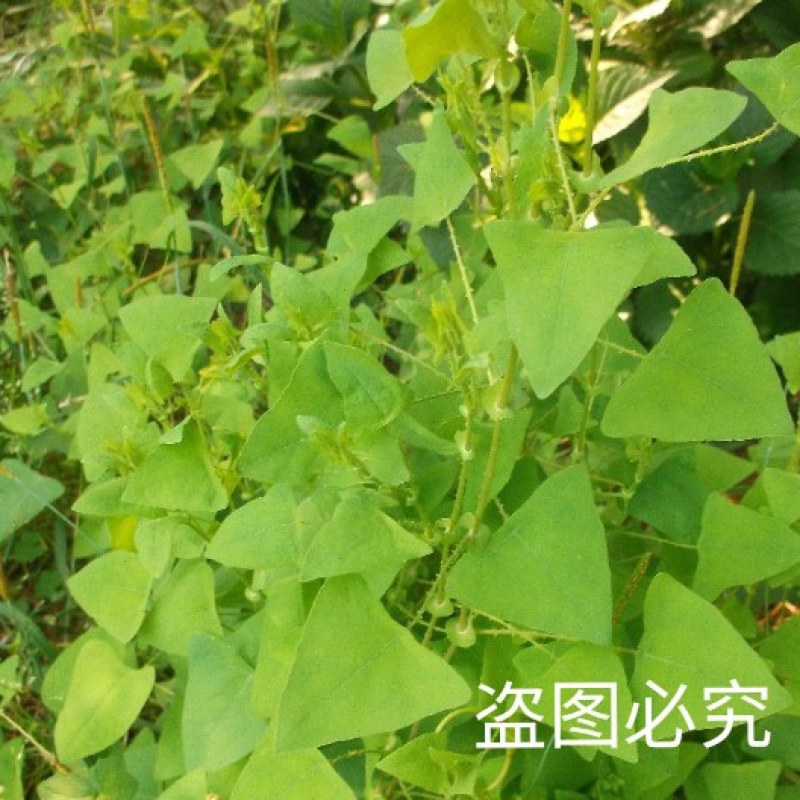 天然野生新鲜杠板归蛇倒退老虎利蛇不过河白草退西草雷公藤犁