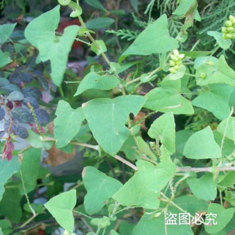天然野生新鲜杠板归蛇倒退老虎利蛇不过河白草退西草雷公藤犁