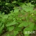 天然野生新鲜杠板归蛇倒退老虎利蛇不过河白草退西草雷公藤犁