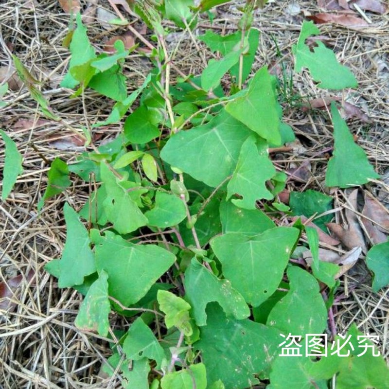 天然野生新鲜杠板归蛇倒退老虎利蛇不过河白草退西草雷公藤犁