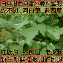 天然野生新鲜杠板归蛇倒退老虎利蛇不过河白草退西草雷公藤犁