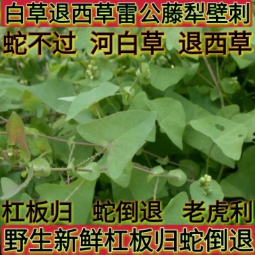 天然野生新鲜杠板归蛇倒退老虎利蛇不过河白草退西草雷公藤犁