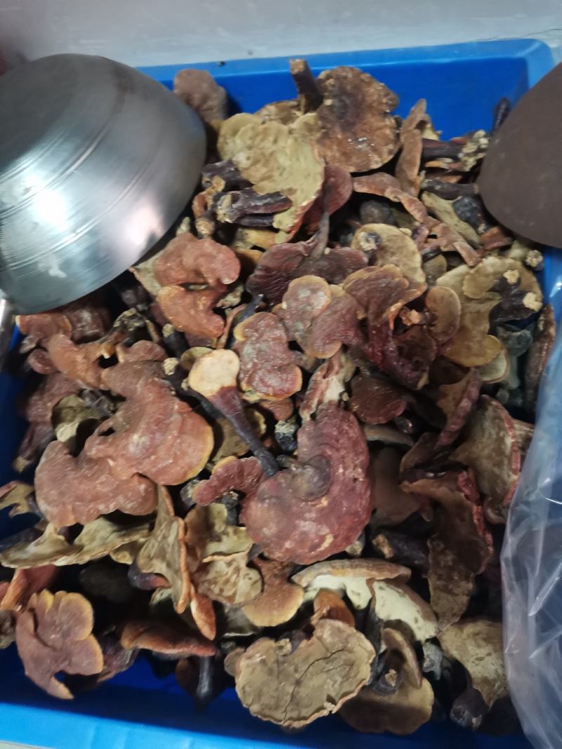 优质大西南仿野生黑灵芝带草带粉不规则裙边量大从优