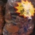 优质西藏桑黄高原山地规格齐全量大从优