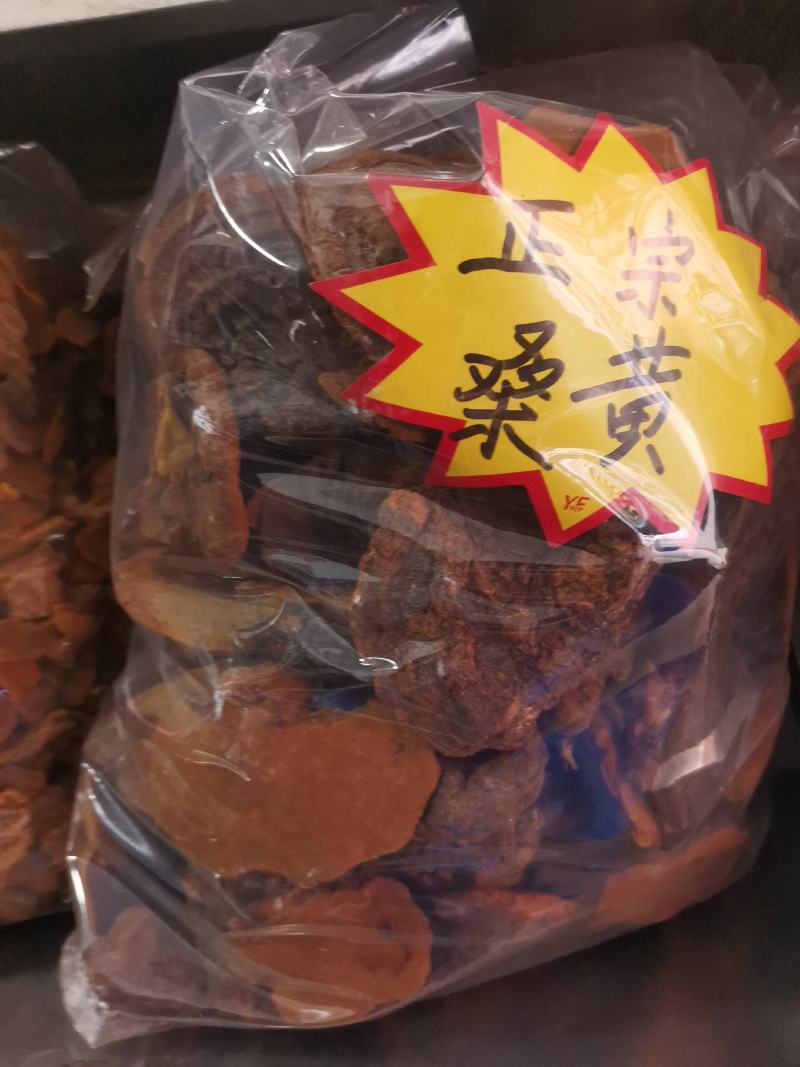 优质西藏桑黄高原山地规格齐全量大从优