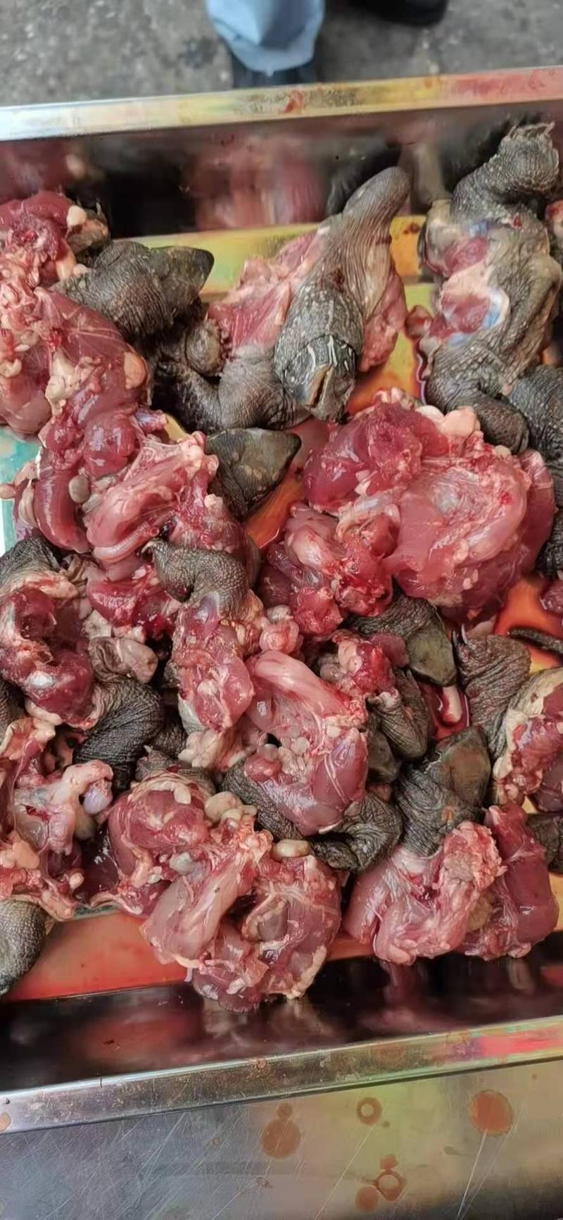 中华草龟肉，本厂长期供应乌龟肉，每日现杀，冰鲜发货