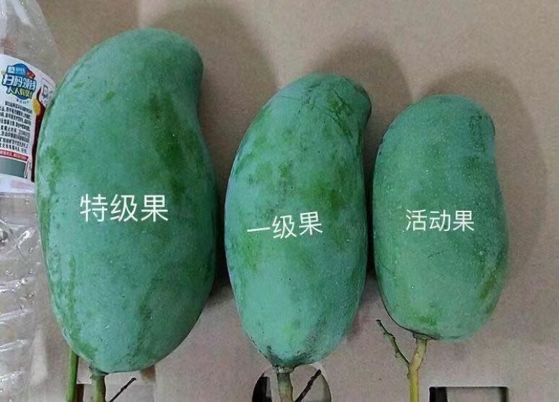 广西桂七中的爱马仕，百色田东正宗桂七香芒