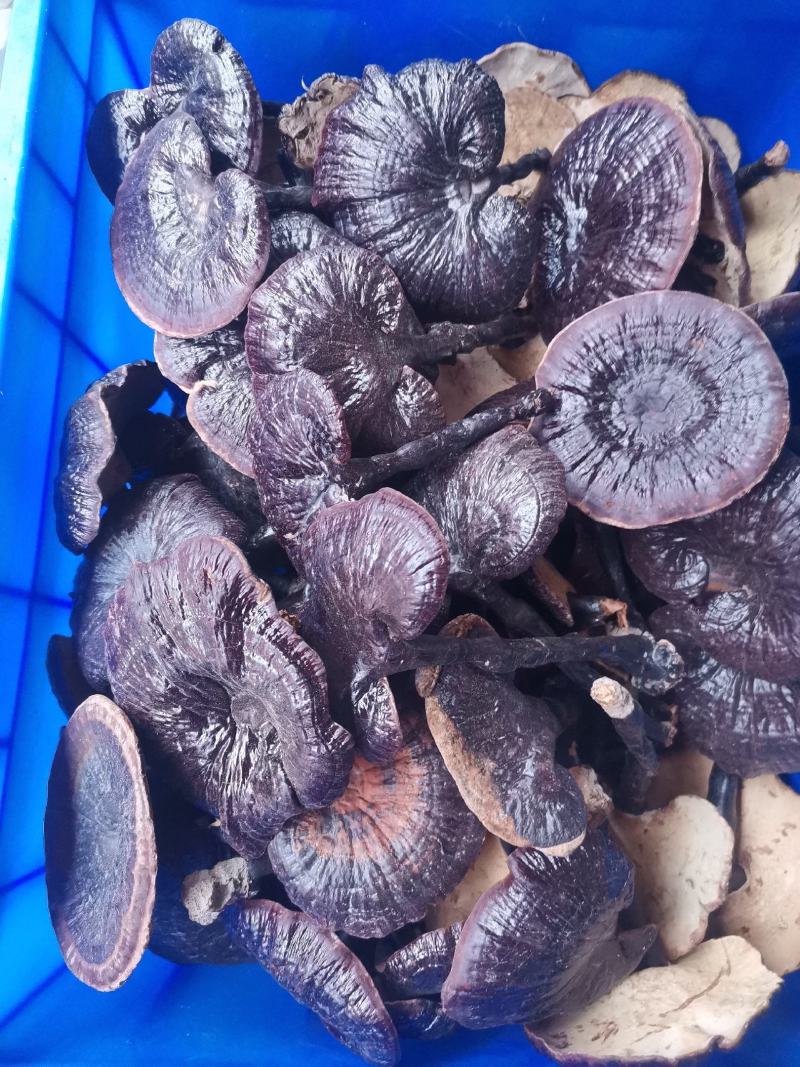 优质林下种植紫灵芝无粉量大从优规格齐全