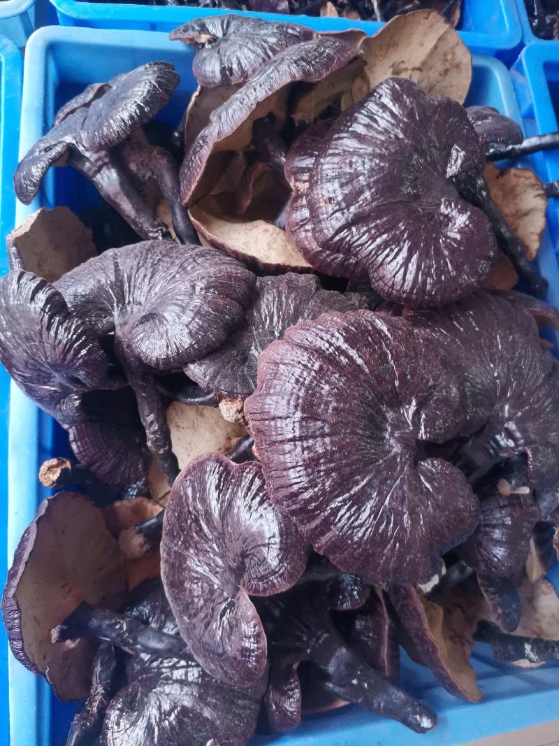 优质林下种植紫灵芝无粉量大从优规格齐全