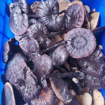 优质林下种植紫灵芝无粉量大从优规格齐全