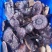 优质林下种植紫灵芝无粉量大从优规格齐全