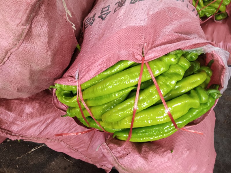 美味鲜辣椒！万亩基地直发！品种齐全！宋姐欢迎您来采购！