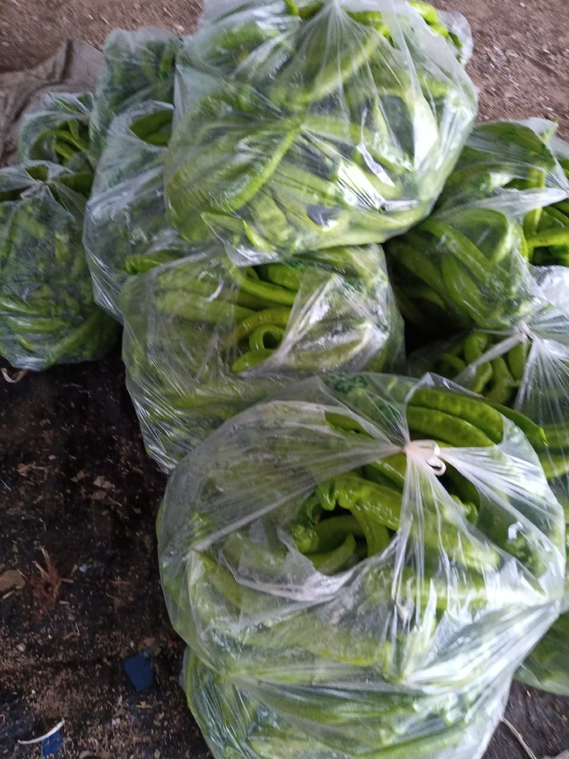 美味鲜辣椒！万亩基地直发！品种齐全！宋姐欢迎您来采购！