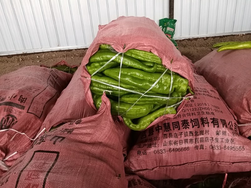 美味鲜辣椒！万亩基地直发！品种齐全！宋姐欢迎您来采购！