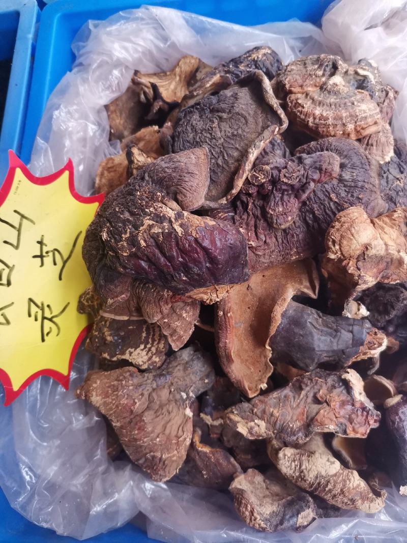 优质东北长白山仿野生赤灵芝量大从优欢迎选购