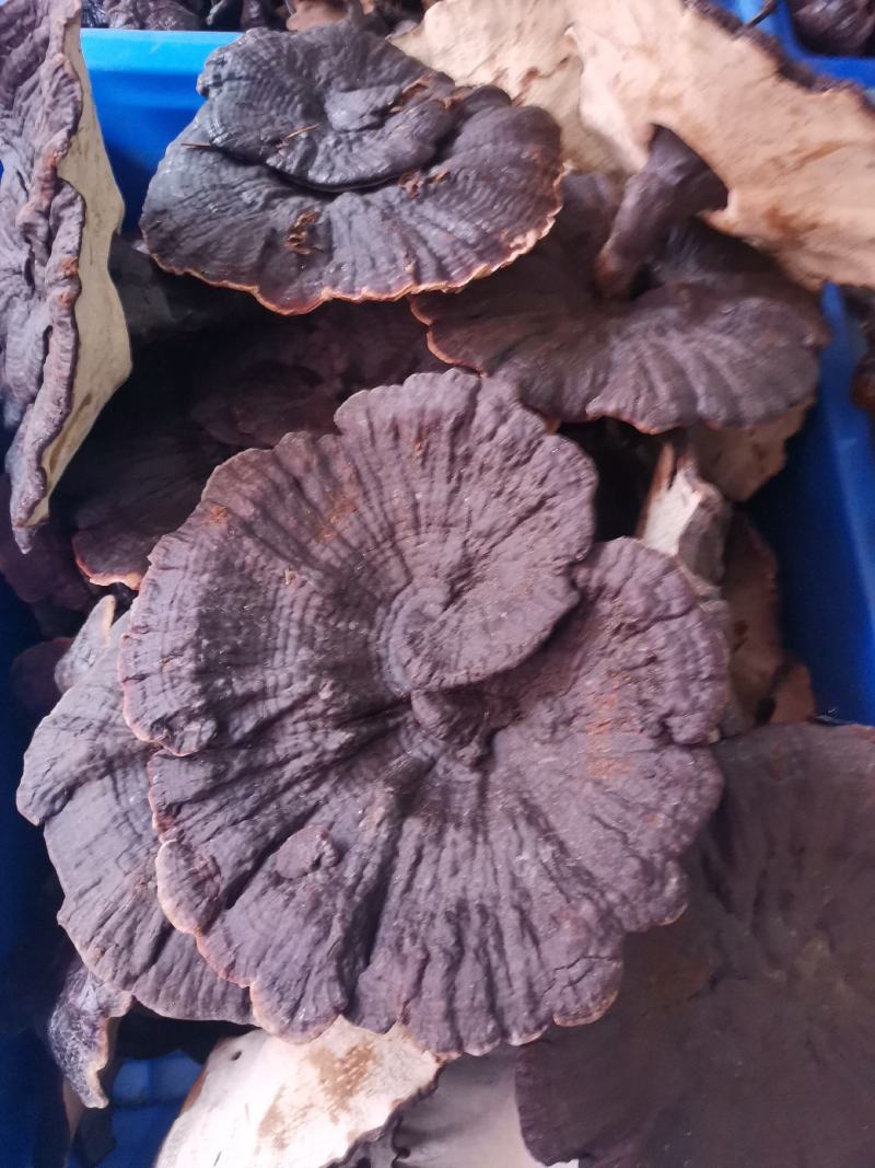 优质林下种植紫灵芝无粉量大从优规格齐全