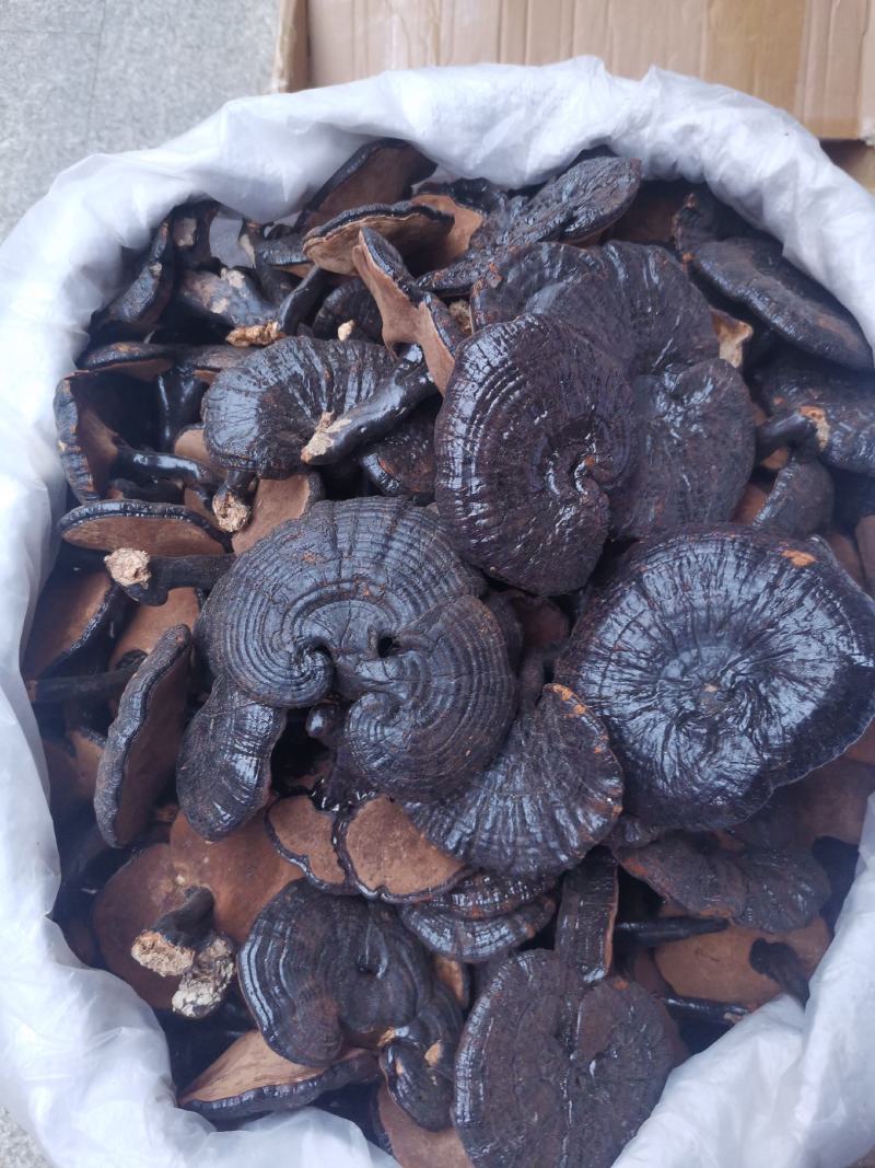 优质福建家种黑灵芝品种规格齐全量大从优欢迎选购