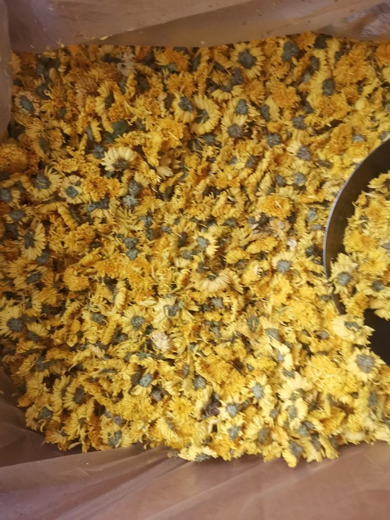 优质浙江杭白菊胎菊量大从优规格齐全欢迎选购