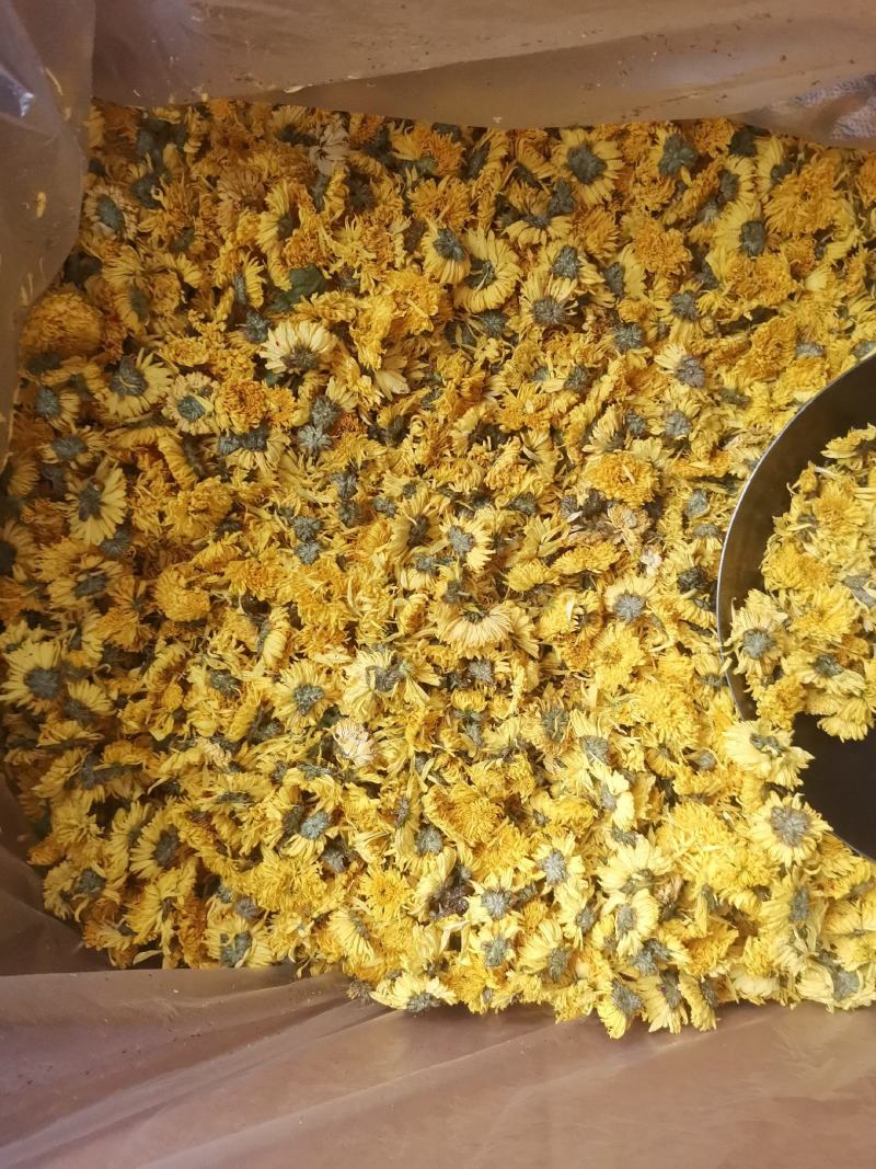 优质浙江杭白菊胎菊量大从优规格齐全欢迎选购
