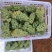 云南弥勒高原水晶葡萄大量上市量大，价优，需要的老板滴滴！