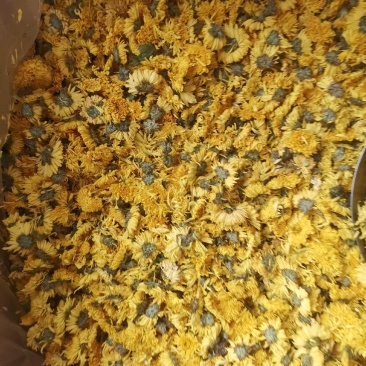 优质浙江杭白菊胎菊量大从优规格齐全欢迎选购