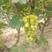 云南大理维多利亚葡萄青提无籽葡萄。