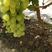 云南大理维多利亚葡萄青提无籽葡萄。