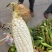 玉米万糯2000，万糯188白糯玉米，又甜又糯。一手货源