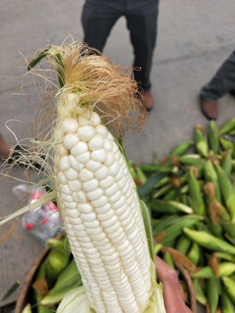 玉米万糯2000，万糯188白糯玉米，又甜又糯。一手货源