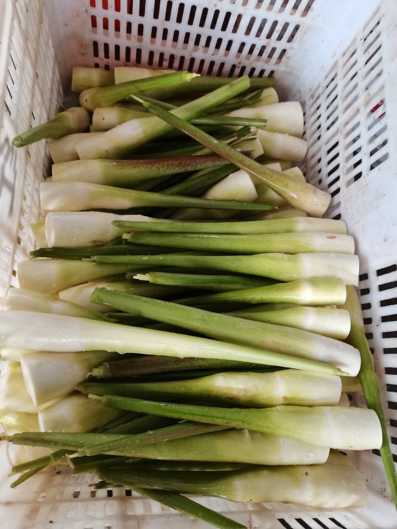 茭白各种规格无限量供应中